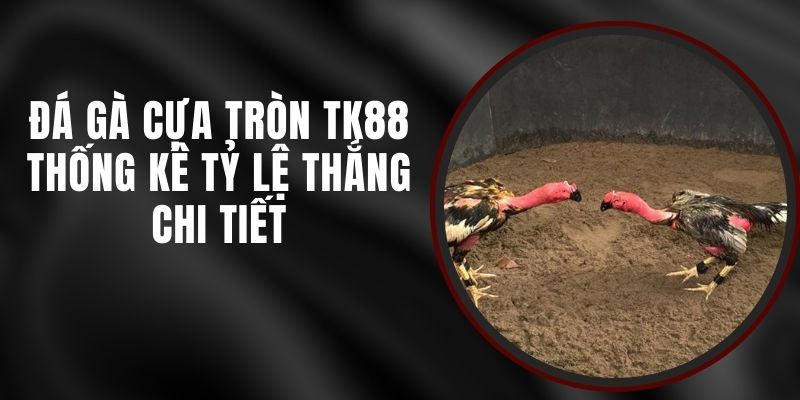 Đá Gà Cựa Tròn TK88 - Thống Kê Tỷ Lệ Thắng Chi Tiết