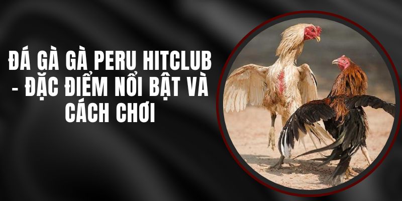 Đá Gà Gà Peru Hitclub - Đặc Điểm Nổi Bật Và Cách Chơi