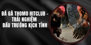 Đá Gà Thomo Hitclub - Trải Nghiệm Đấu Trường Kịch Tính